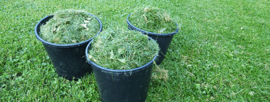 grass clippings on grass seeds